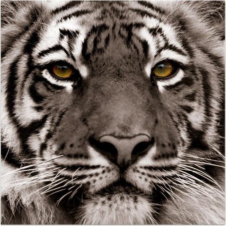 EMPIRE ART Empire Art Vetro De Arte - Eye of the Tiger TMP-60914-3838